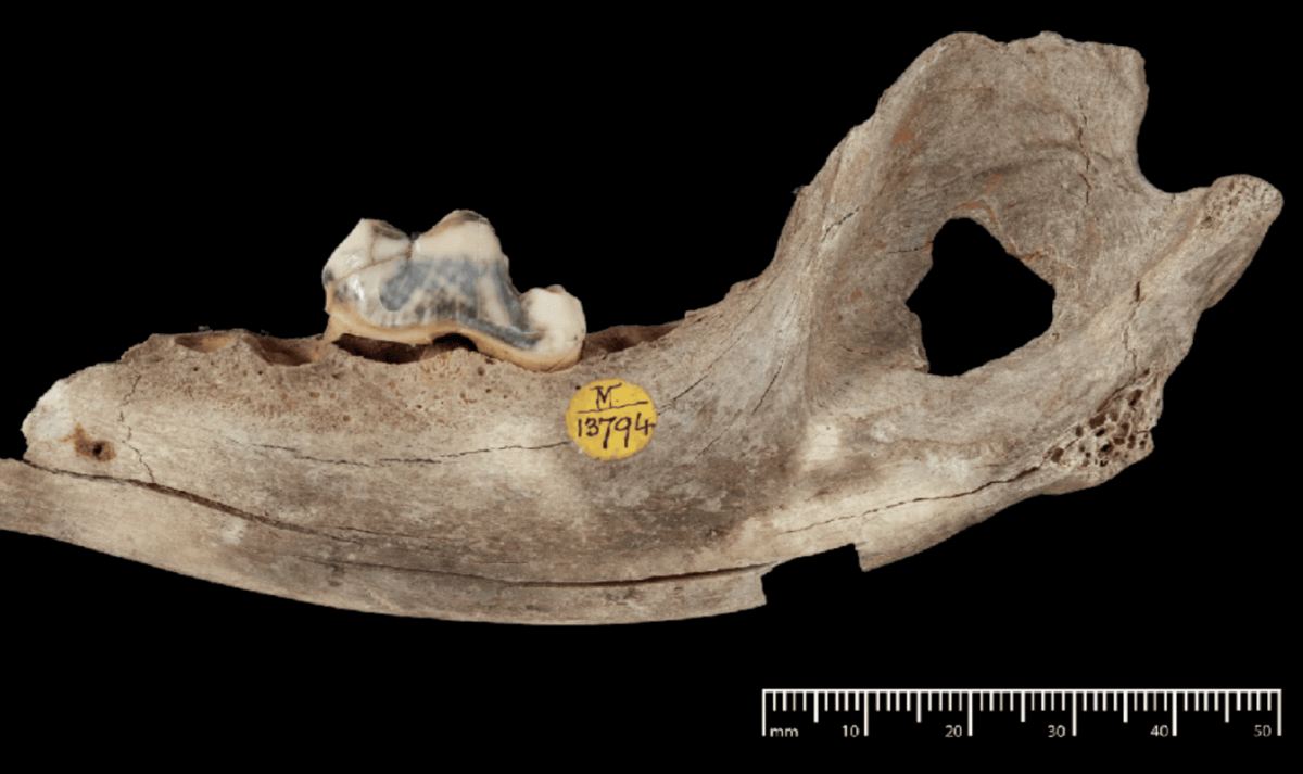 Собаки сопровождают человека уже 14 тысяч лет