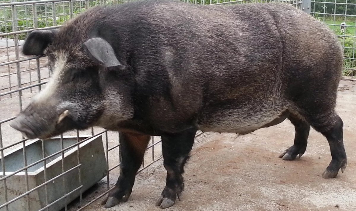 Одичавшие свиньи с заброшенных ферм Фукусимы переписывают представления ученых о генетике